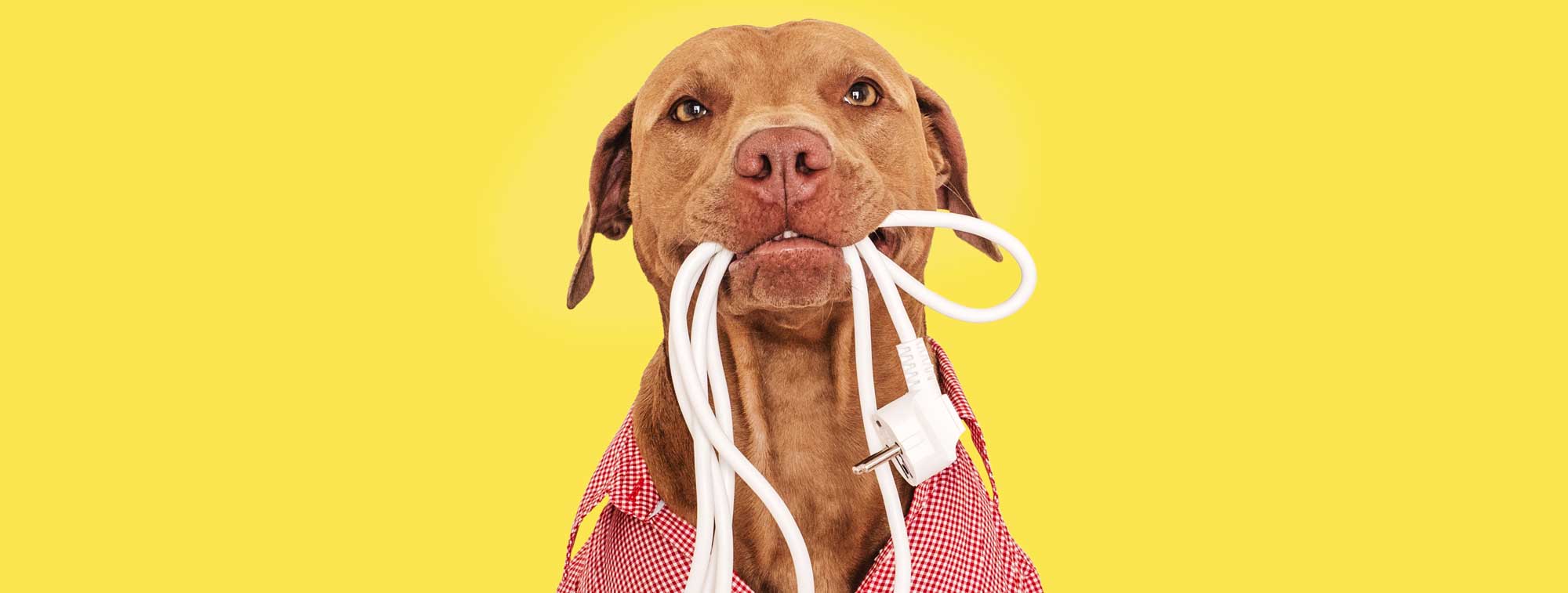 Ein süßer brauner Hund hat eine Mehrfachsteckdose im Maul und trägt ein rot-kariertes Hemd.